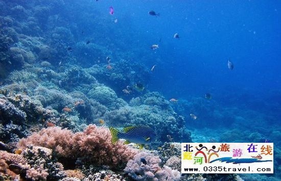 北戴河碧螺塔行者潛水俱樂(lè)部