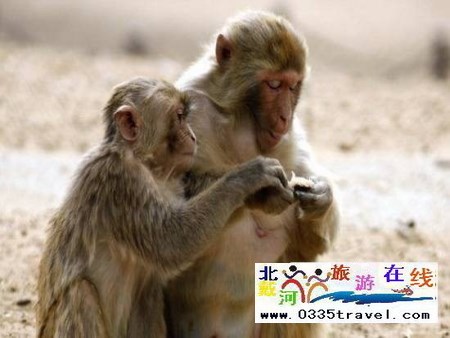 秦皇島野生動(dòng)物園