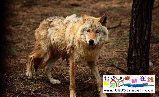 秦皇島野生動(dòng)物園