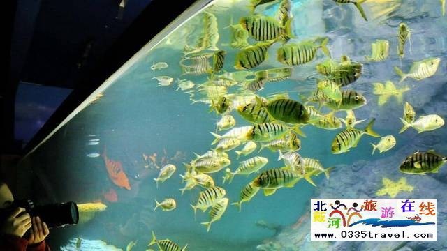 北戴河圣藍(lán)皇家海洋公園