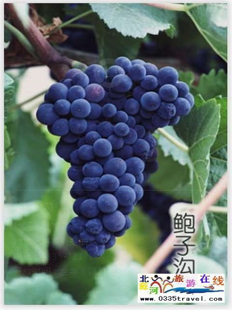 秦皇島一卡通旅游年票優(yōu)惠辦理電話(huà)0335-3522588 3522599 13191824199