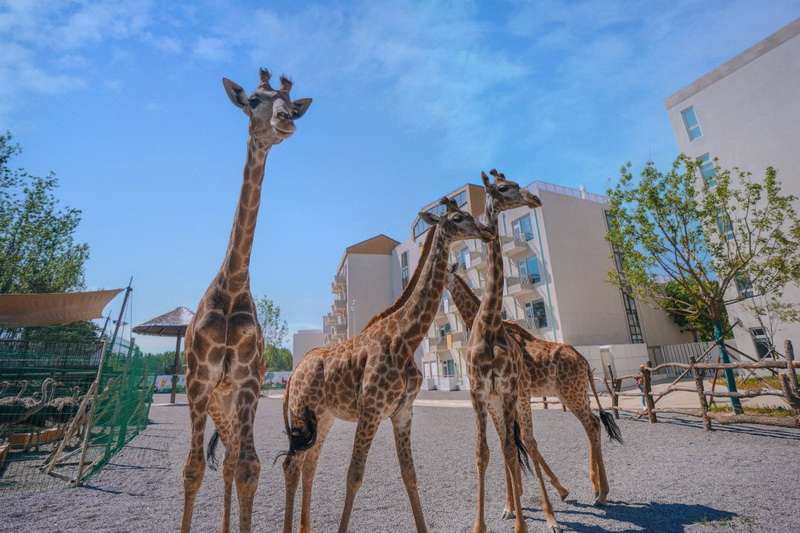 北戴河漁田小鎮(zhèn)七里海度假區(qū)-萬得瀾度假酒店&七里宿集民宿 北戴河漁田小鎮(zhèn)七里海度假區(qū)-萬得瀾度假酒店&七里宿集民宿