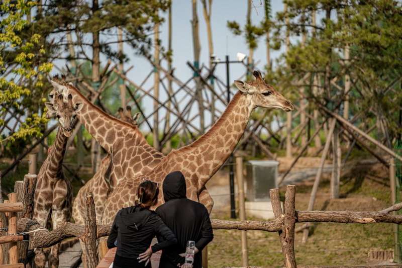 北戴河漁田小鎮(zhèn)七里海度假區(qū)-萬得瀾度假酒店&七里宿集民宿 北戴河漁田小鎮(zhèn)七里海度假區(qū)-萬得瀾度假酒店&七里宿集民宿
